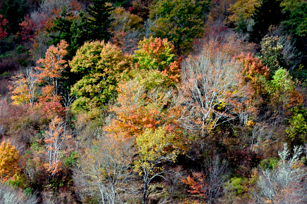 fall colors on The Blue Ridge Parkway